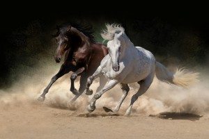 Two Andalusian horses