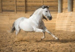 IALHA horse inside
