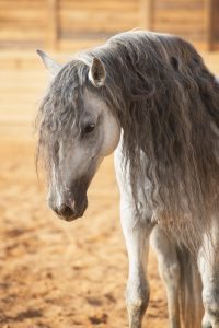 White horse portrait in manege