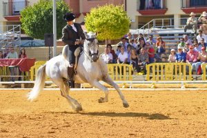 rider on white andalusian horse at show