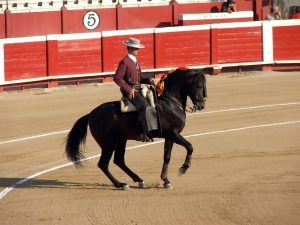 Rider on his dark andalusian horse in the show arena