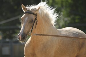 Tan lusitano horse with a white tail and mane training