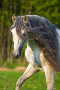 White Andalusian horse portrait in summer time