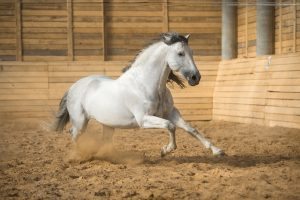 White PRE horse galloping in the manege