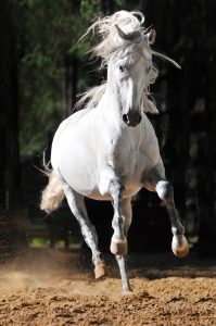 White horse running in sand