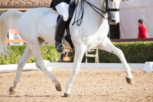 Rider on a white andalusian horse shown from neck down