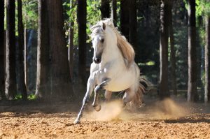 White horse galloping in sand
