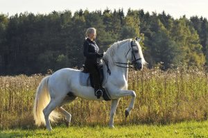 Woman in show attire riding a white andalusian horse