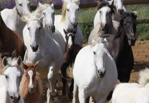 herd of andalusian horses galloping towards us