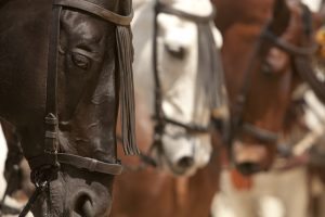 three andalusian horses lined up side by side, shown from the side